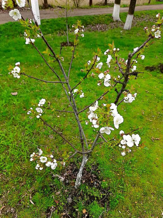 foto 2025 04 03 11 33 005